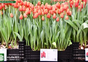 Tulipa World's Favourite ® (1)